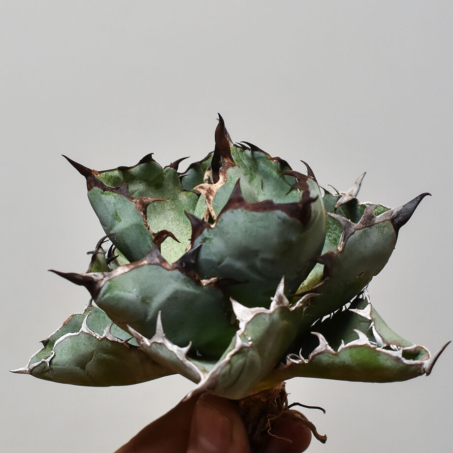 アガベ チタノタ ボールタイプ抜き苗 直径13cm アガベ チタノタ ブラックアンドブルー 