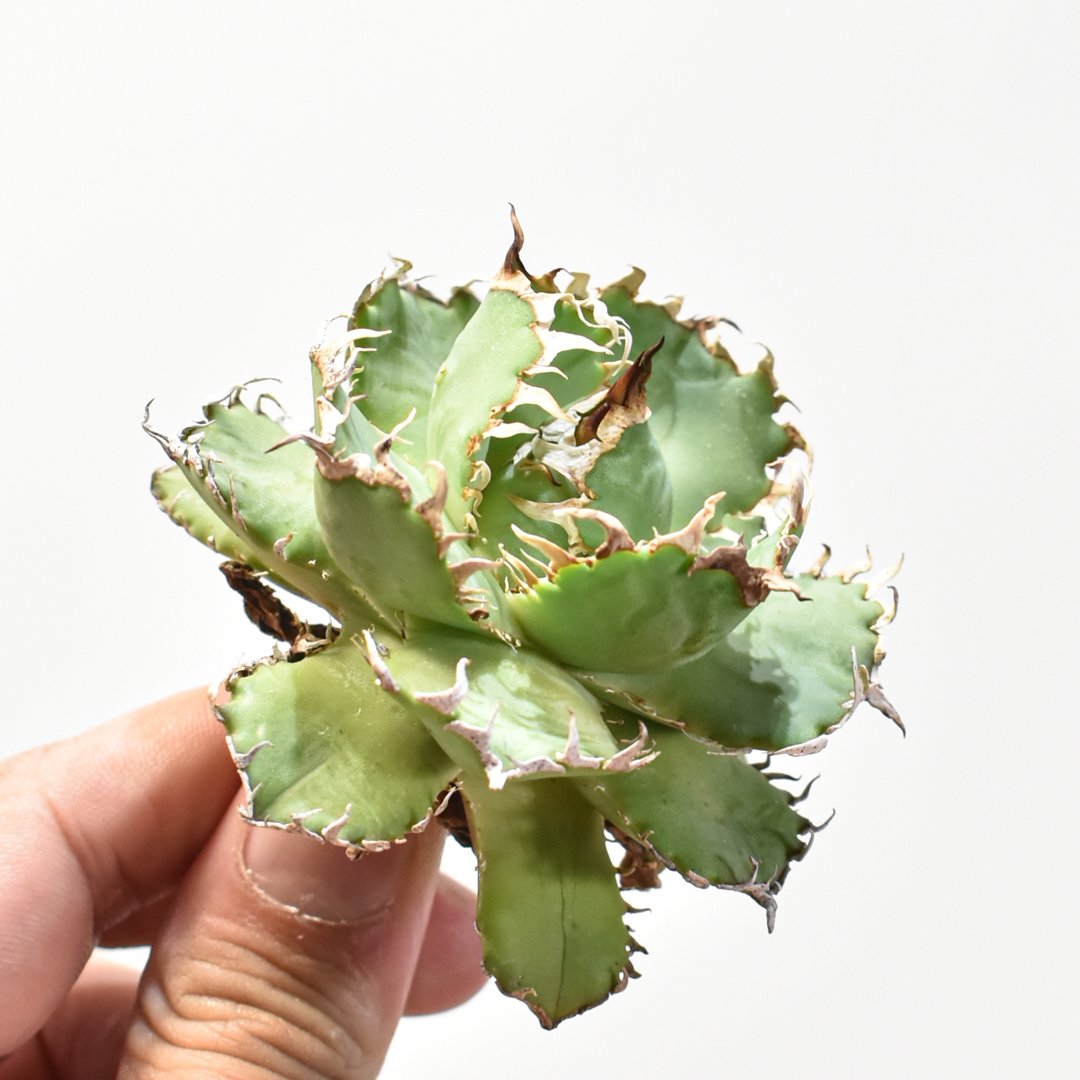 アガベ チタノタ フィリグリー 圓葉拇指 親株 貴重