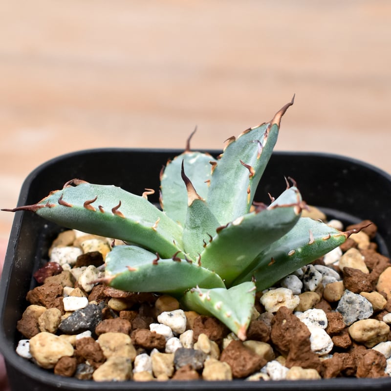 アガベ Dennis hybrid 黑帝斯x妖炎 /ハデス×エボリスピナ 【台湾DENNIS