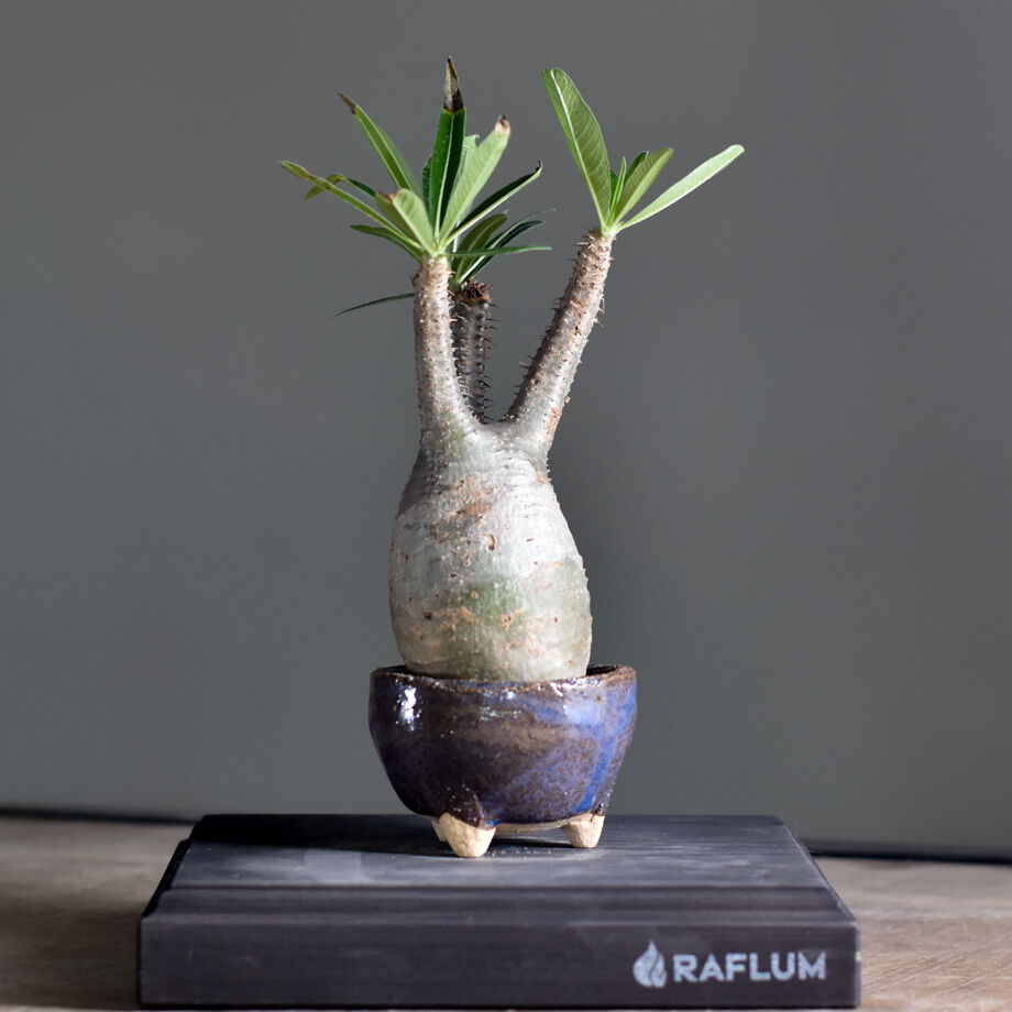 62e8f19e97c2457f7fb92a2a
