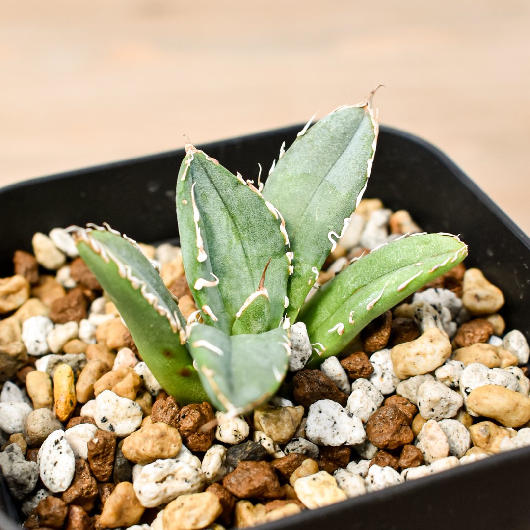 アガベ チタノタ 