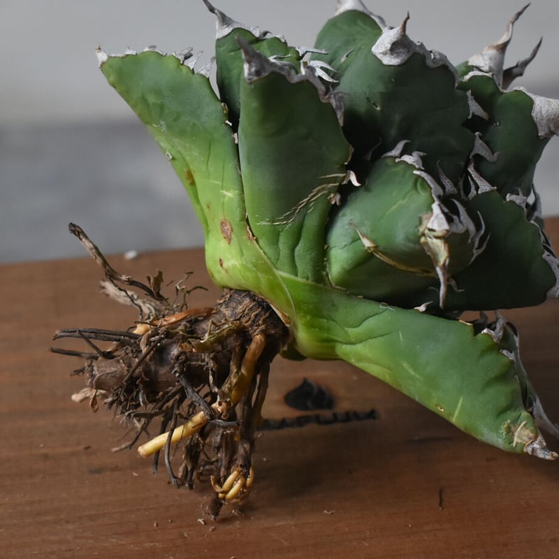 アガベ チタノタ ソーラーエクリプス