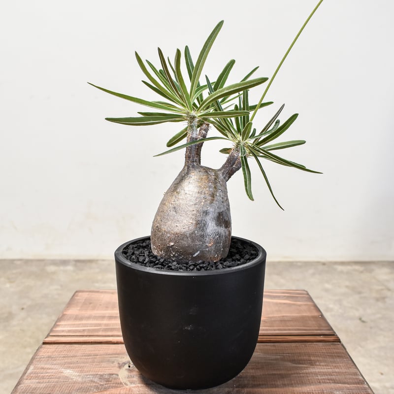 パキポディウム グラキリス 【現地球/発根済み】HK2401954 | RAFLUM