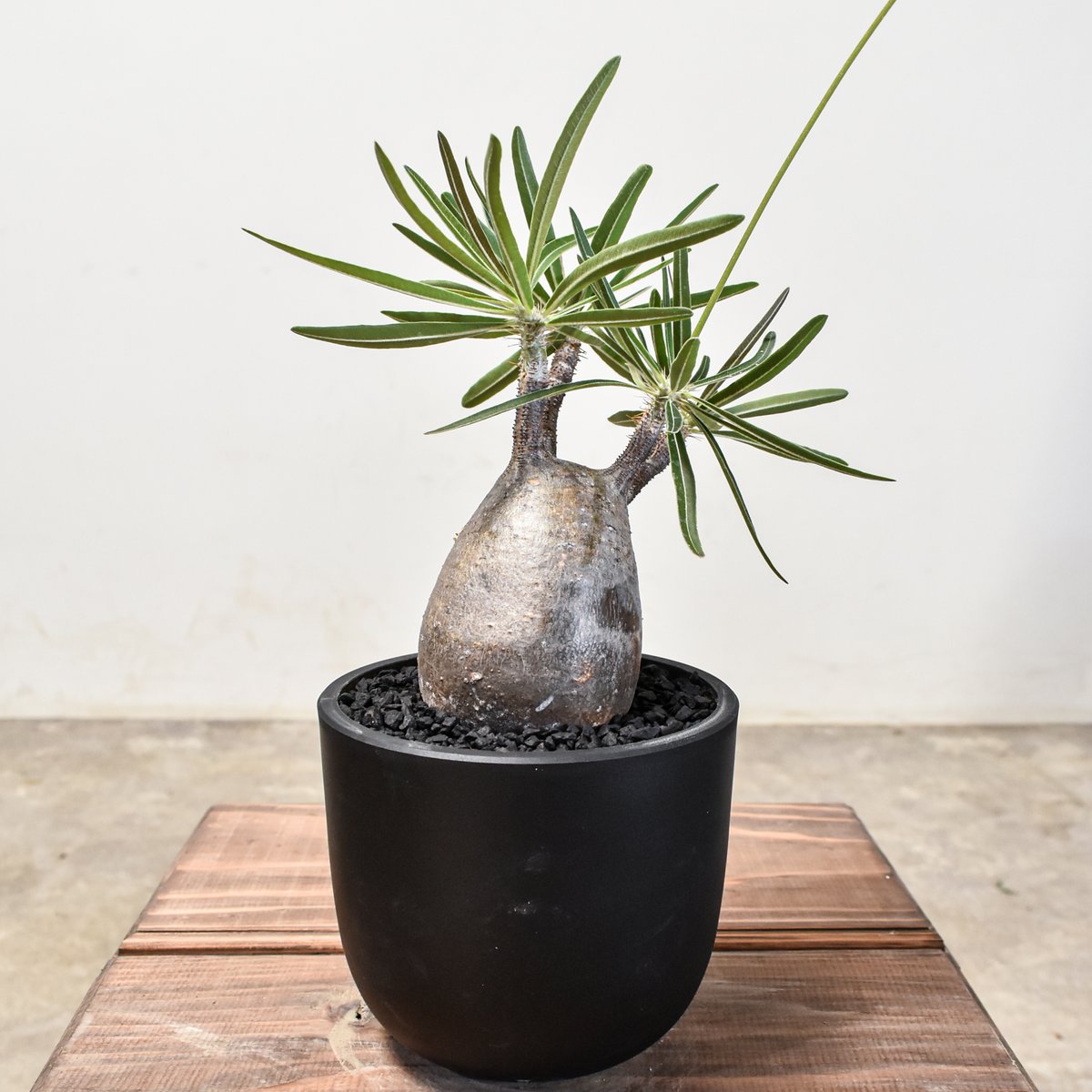 EMP パキポディウム グラキリス / ウサギ耳 現地球 C1 パキポディウム