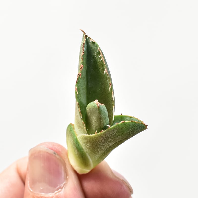 5CLAW】アガベ チタノタ 