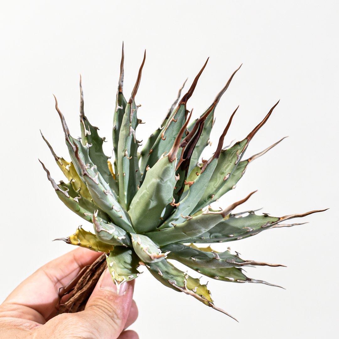 アガベ Dennis hybrid 妖炎X甲妖 /エボリスピナ×（イシスメンシス