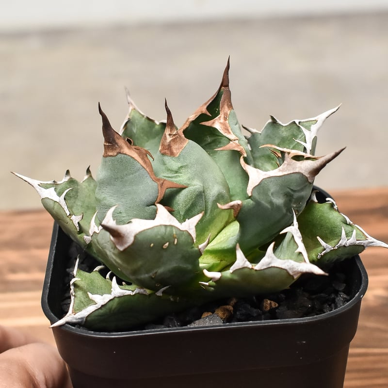 アガベ チタノタ ドワーフ ボールタイプ “姫厳竜” （発根済み