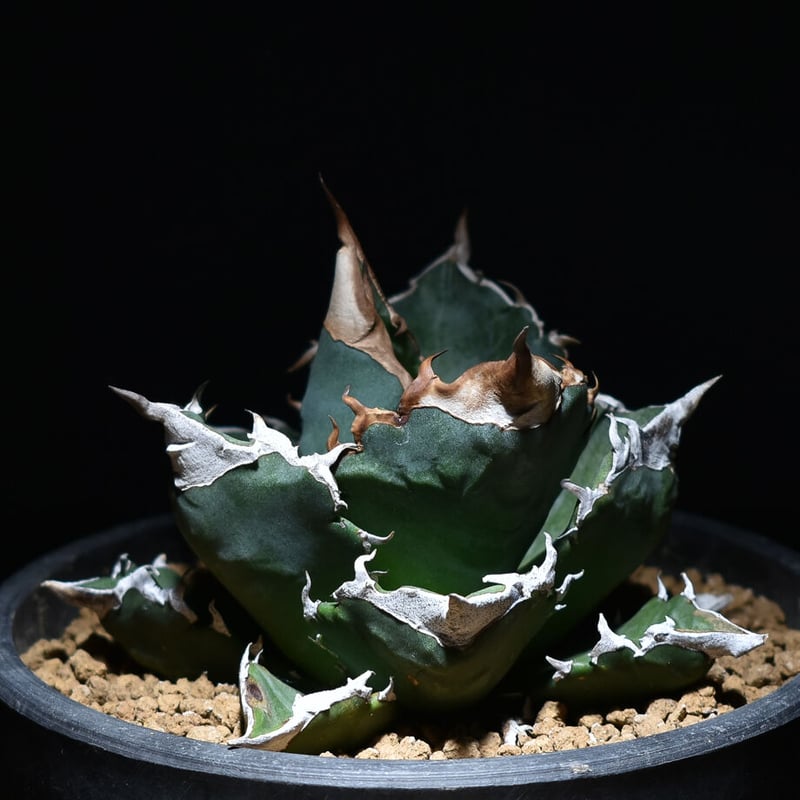 白火焔　ホワイトファイア アガベ チタノタ ホワイトファイヤー 