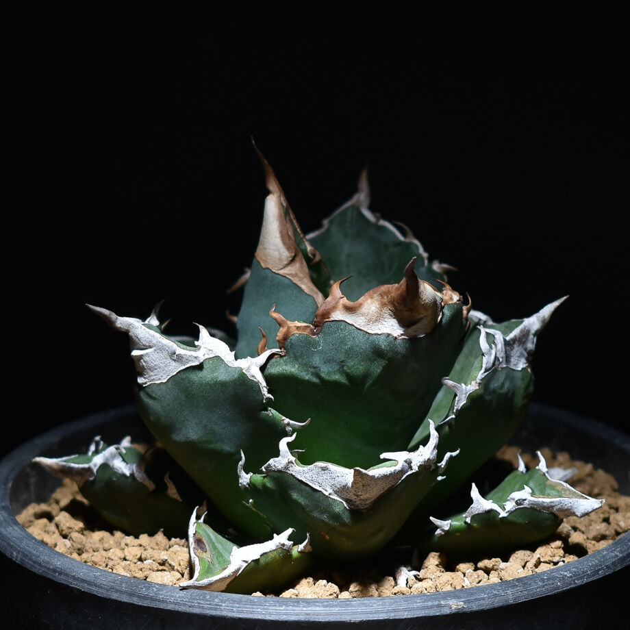 【親株】アガベ　チタノタ　 ホワイトファイアー 委）アガベ チタノタ 白火焔 ホワイトファイヤー【919】 | PROTOLEAF