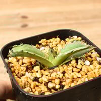 アガベ ジェントリー ジョーズ 【お買い逃し厳禁！！流通量も非常に