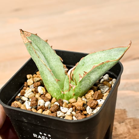 ドラゴンアガベ　実生選抜 ドラゴンアガベ 実生選抜 6月1日(土)20:00~】台湾dragon agaveが