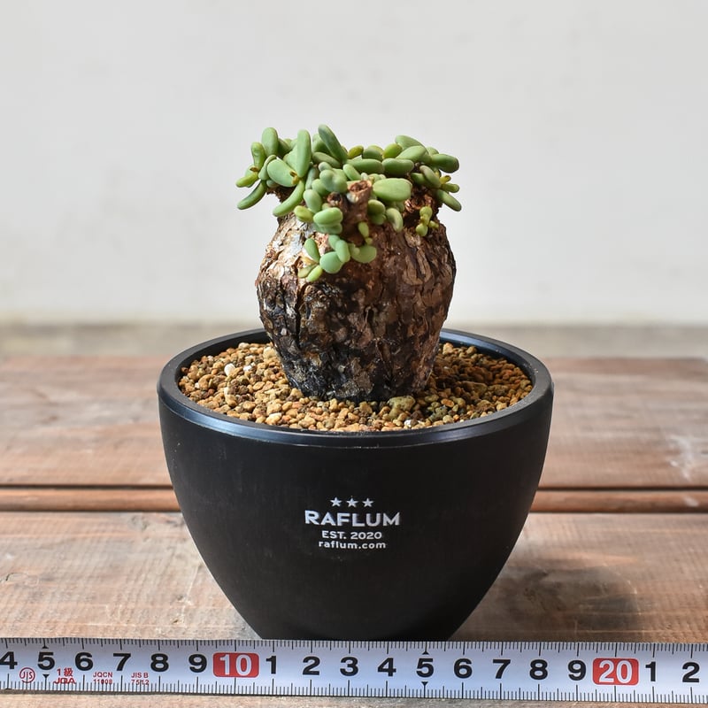 ケラリア ピグマエア 【発根済】N | RAFLUM / ラフラム｜東京、大阪の