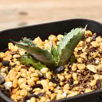 アガベ ジェントリー ジョーズ 【お買い逃し厳禁！！流通量も非常に