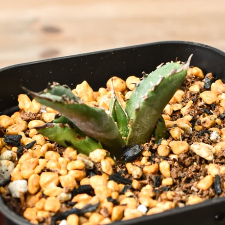 CATEGORY アガベ チタノタ キング | RAFLUM / ラフラム｜東京、大阪の