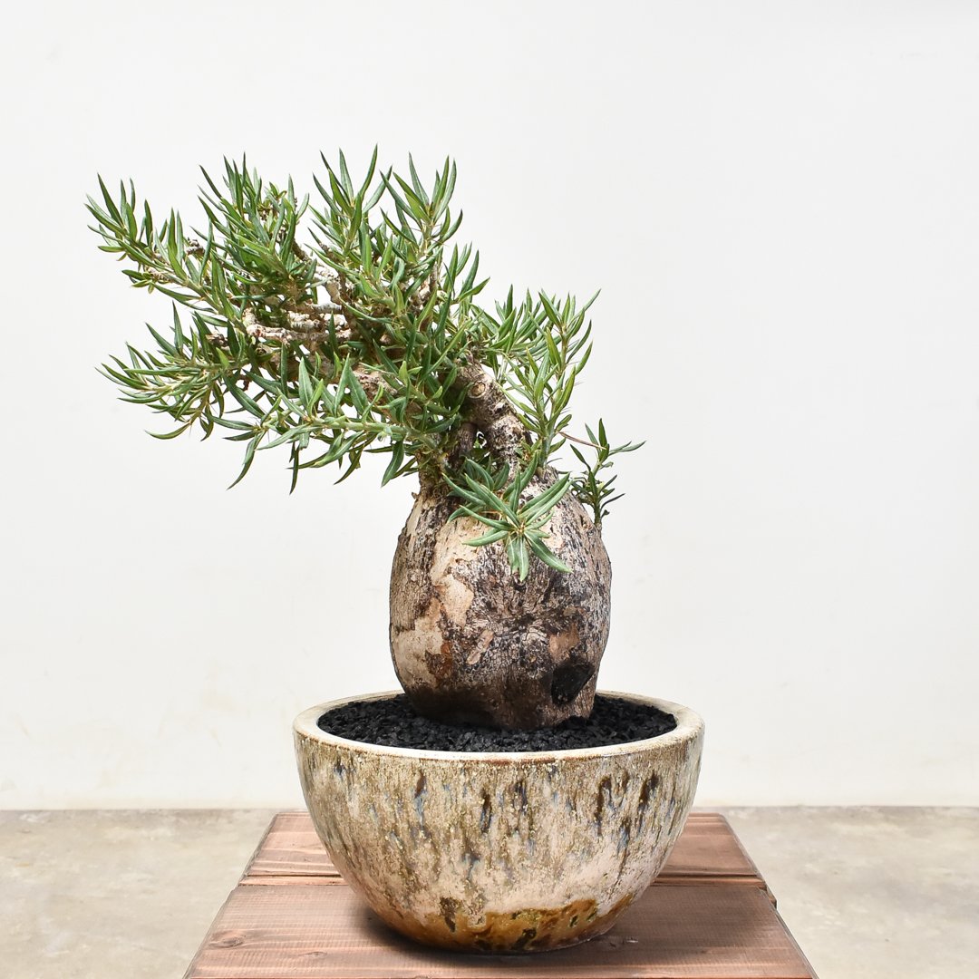 ピスピノーサム　開花株 fit=scale-down,w=1200