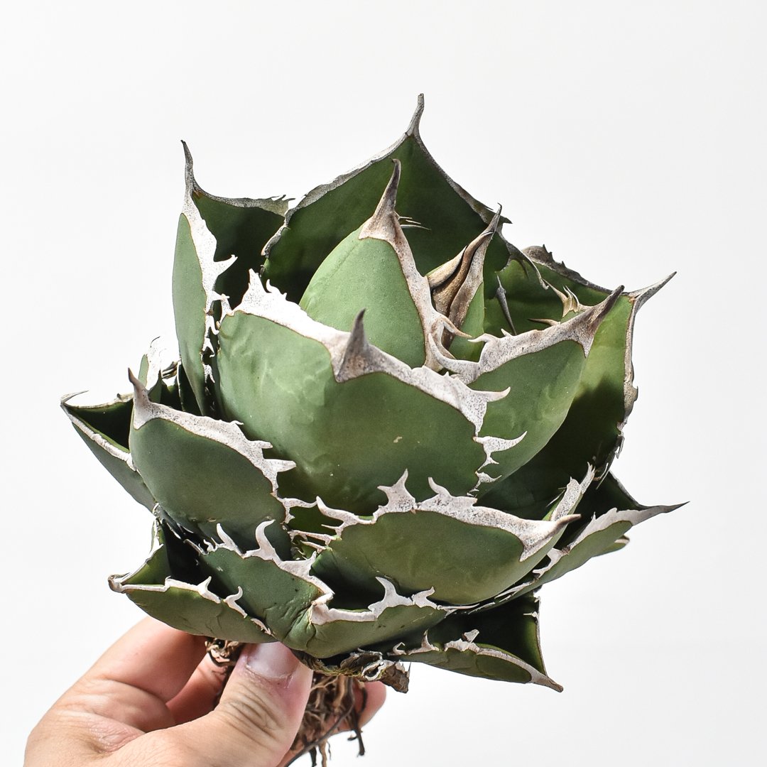 アガベチタノタ実生株(親株&子株) アガベ チタノタ 子株育成記録│多肉丸｜多肉植物育・塊根植物の育成販売