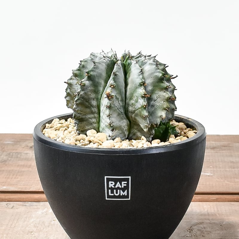 プロフ ユーフォルビアホリダ 白華-HAKKA- プロフ様 専用 ユーフォルビアホリダ 白華-HAKKA- - メルカリ