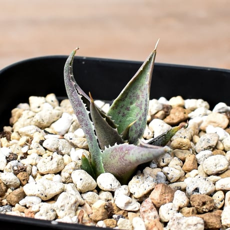アガベ ハイブリット "邪霊" (特白肌怒雷神×血妖) 【台湾botanical_seeker産】RF25012014
