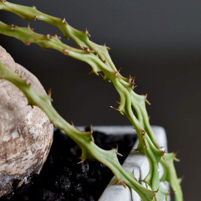 ユーフォルビア デシドゥア（蓬莱島）【注目度高め！！こんもり塊根部