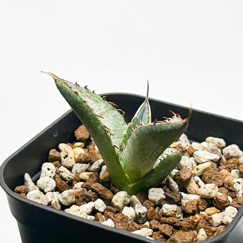 アガベ チタノタ 