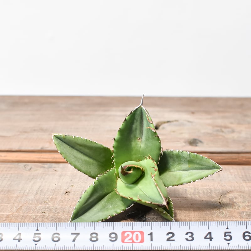 アガベ チタノタ 