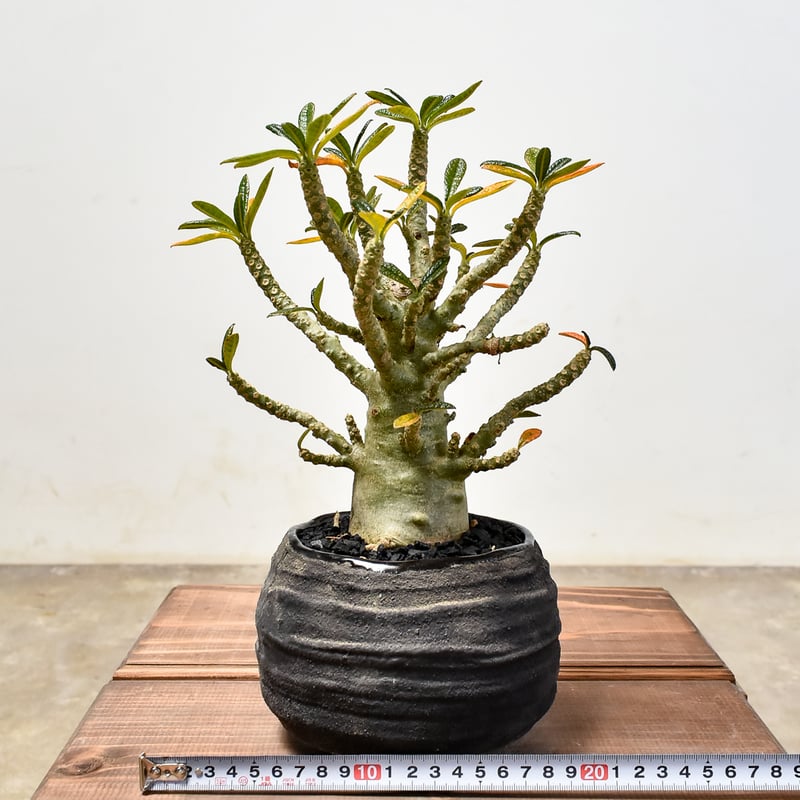 k*9様 ドルステニア ギガス ブラータ ドルステニア ギガス ブラータ+ plantsmonsters pot 「Dorstenia