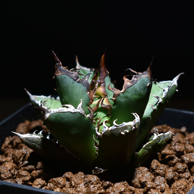 アガベ チタノタ 