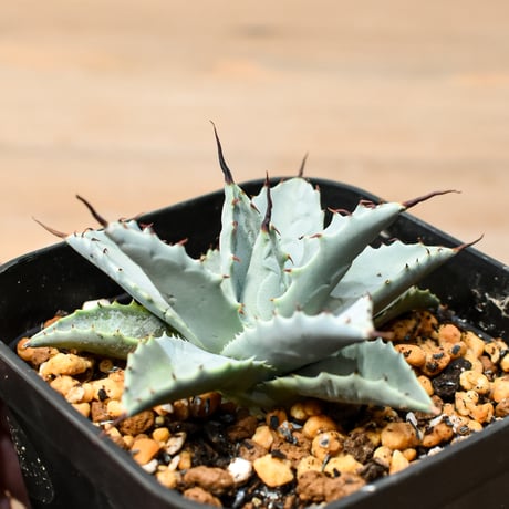 アガベ ハイブリット 日系イシスメンシス×象牙妖炎（陽炎エボリ）【台湾botanical_seeker産】RF25011386