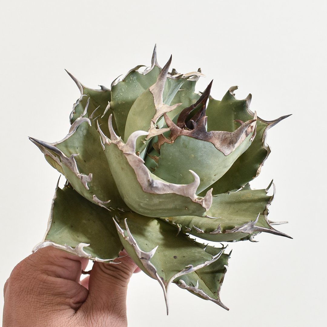 アガベ チタノタ フェニックス 