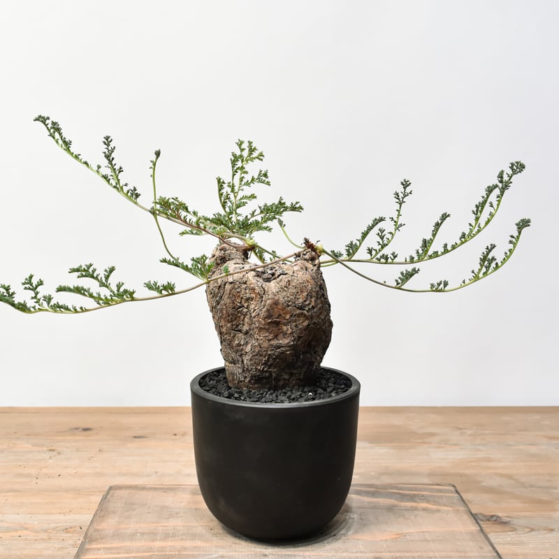 ペラルゴニウム トリステ RFHK25011530 | RAFLUM / ラフラム｜東京、大