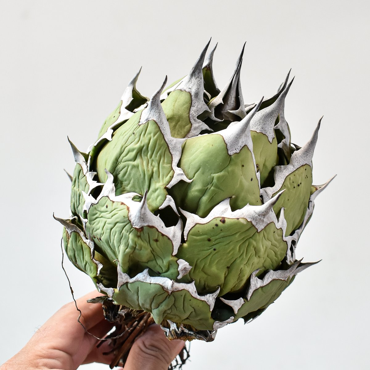 【現物出品】厳選個体　アガベ　チタノタ　姫厳龍 アガベ チタノタ ドワーフ / 