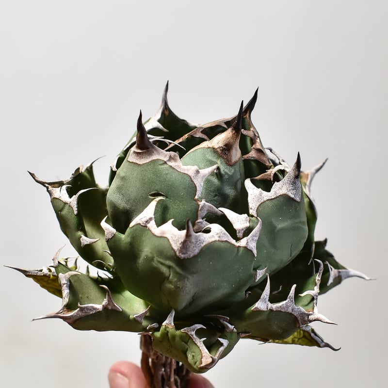 アガベ チタノタ ドワーフ / 姫厳竜  