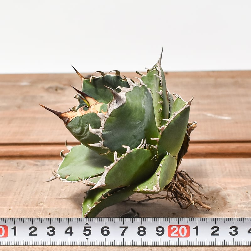 アガベ オテロイ 実生 選抜19 力強く 