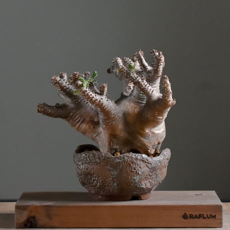 直接引き取り限定 超特大 パキポディウム マカイエンセ 当方管理8年程