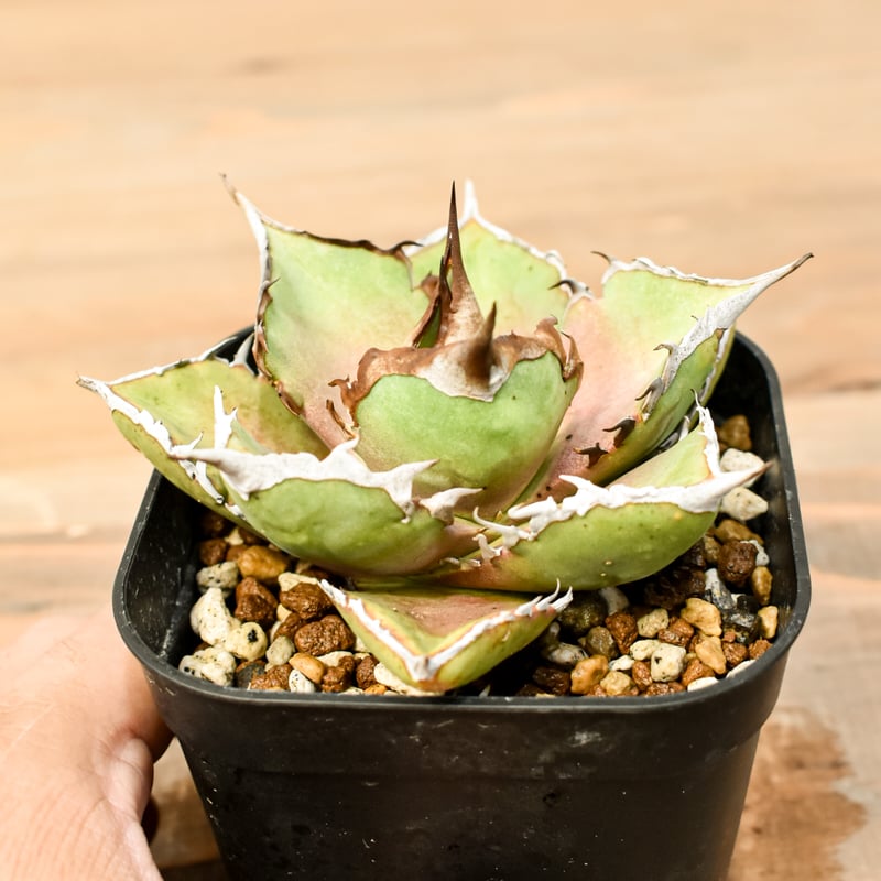 アガベ チタノタ 千鳥影 Yahoo!オークション - アガベ チタノタ シャークソウイ仔株/千鳥