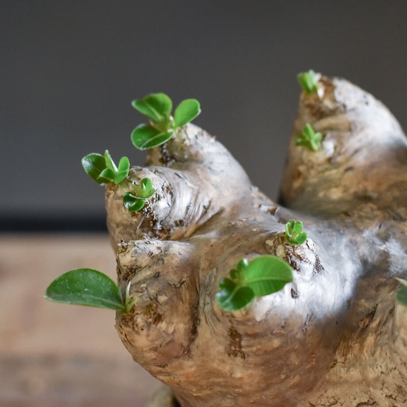 恵比寿笑い（パキポディウム ブレビカウレ）【大変希少で人気株