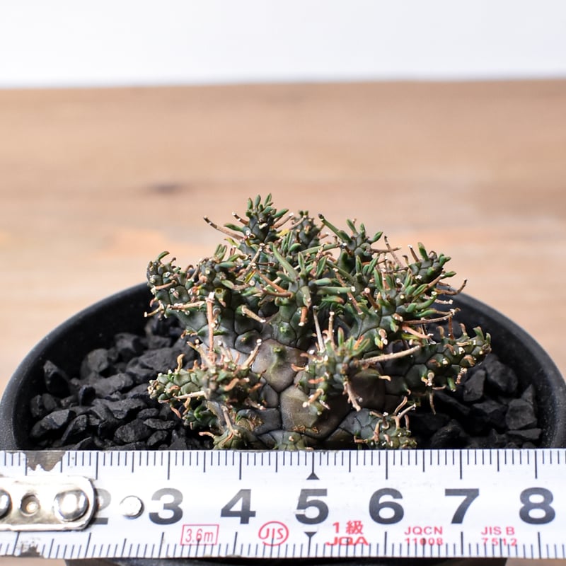 ユーフォルビア デセプタ 【実生】RF25011667 | RAFLUM / ラフラム