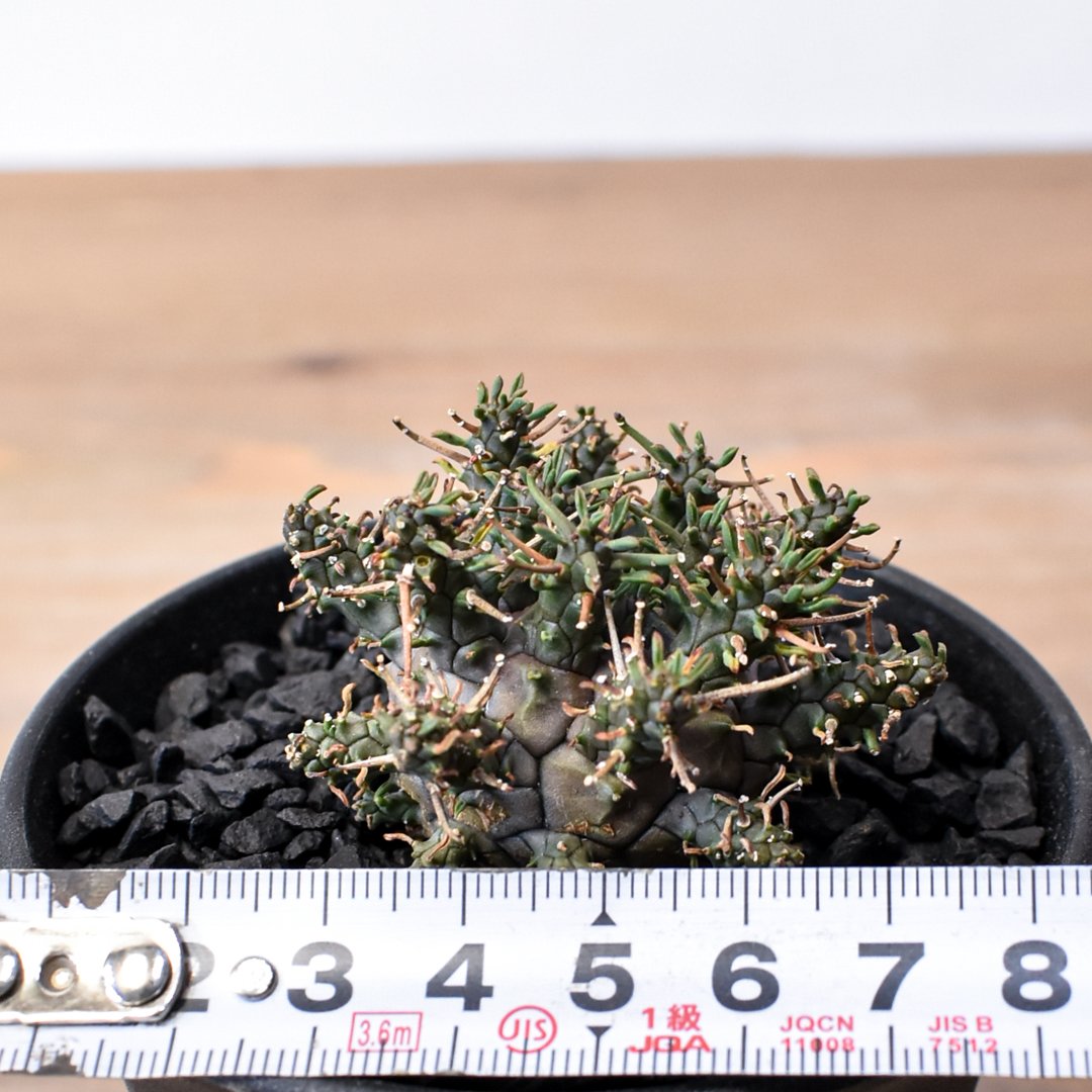 ユーフォルビア デセプタ 【実生】RF25011667 | RAFLUM / ラフラム