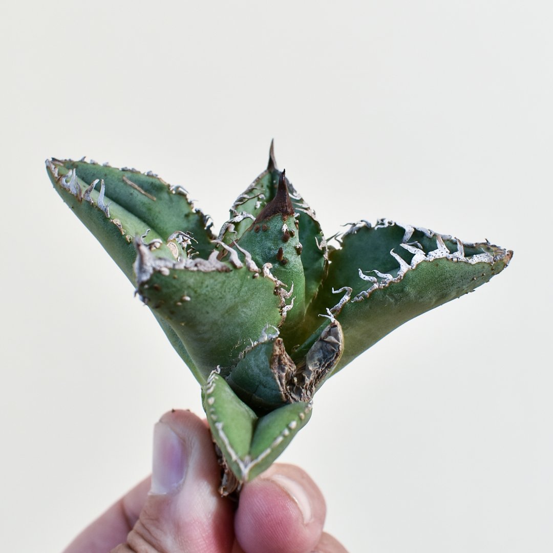 アガベ 麻花 麻花龍 ぶつぶつ 子株 OC 【公式通販】