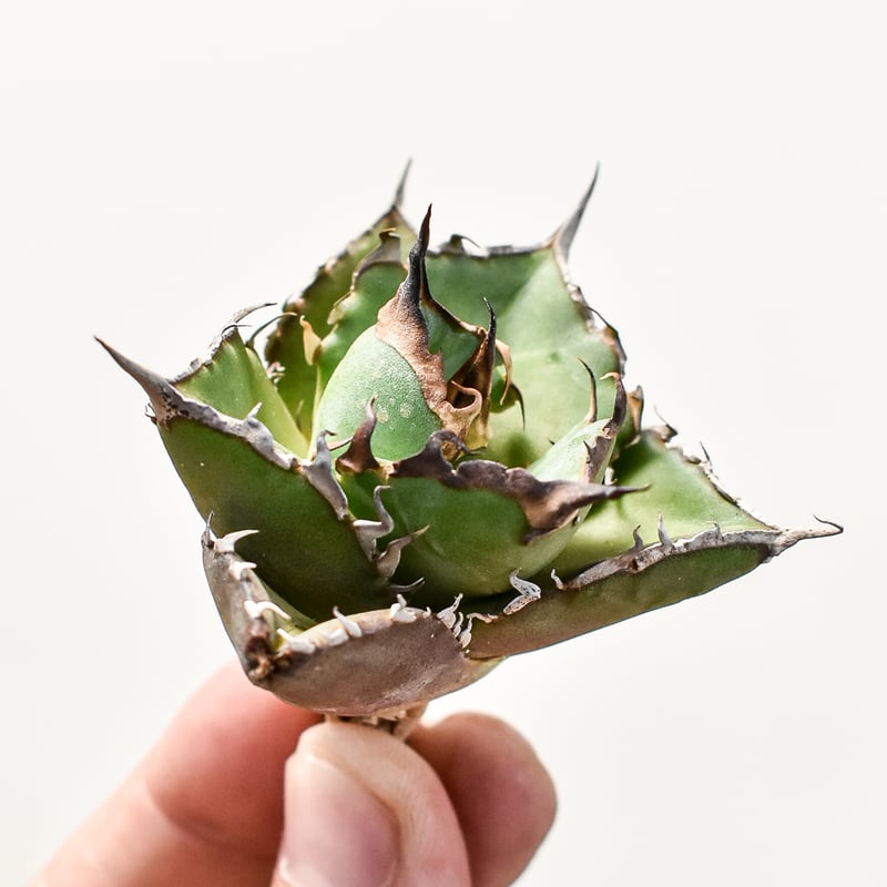 ハデス　恐竜牙歯　子株　コンパクト血統 恐龍牙齒 ハデス 子株 lize血統 恐竜牙歯Hades】チタノタハデス 子株