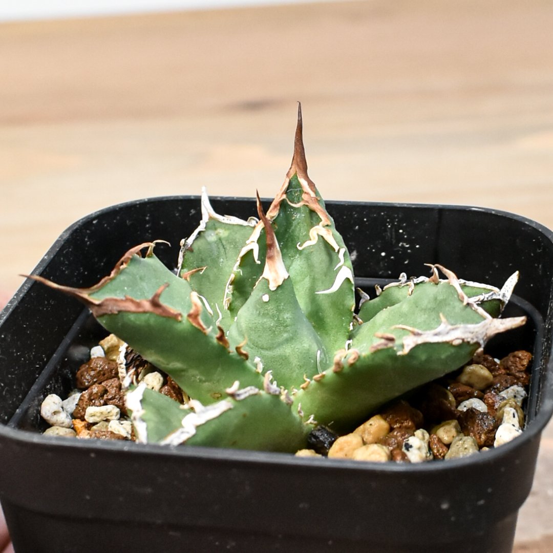 【1週間限定】アガベ　チタノタ　ZEUS産　実生 アガベ チタノタ ゼウス 