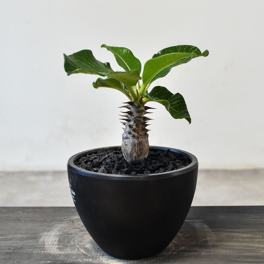 国内実生パキポディウムウィンゾリー パキポディウム ウィンゾリー （実生）RF231721(T) | RAFLUM