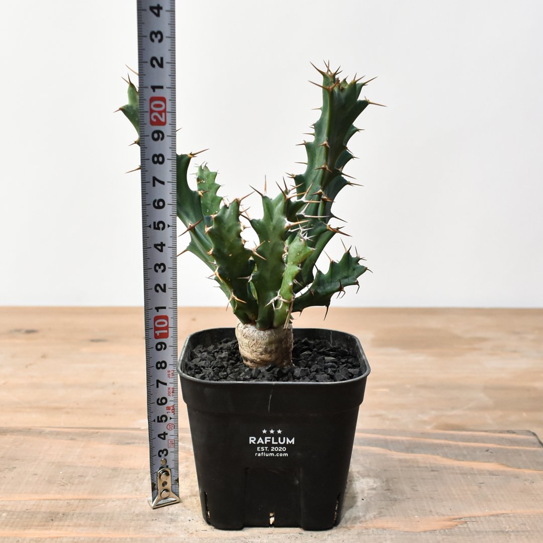 ユーフォルビア クラビゲラ②【Sサイズ】【実生苗】 ユーフォルビア クラビゲラ②【Sサイズ】【実生苗】