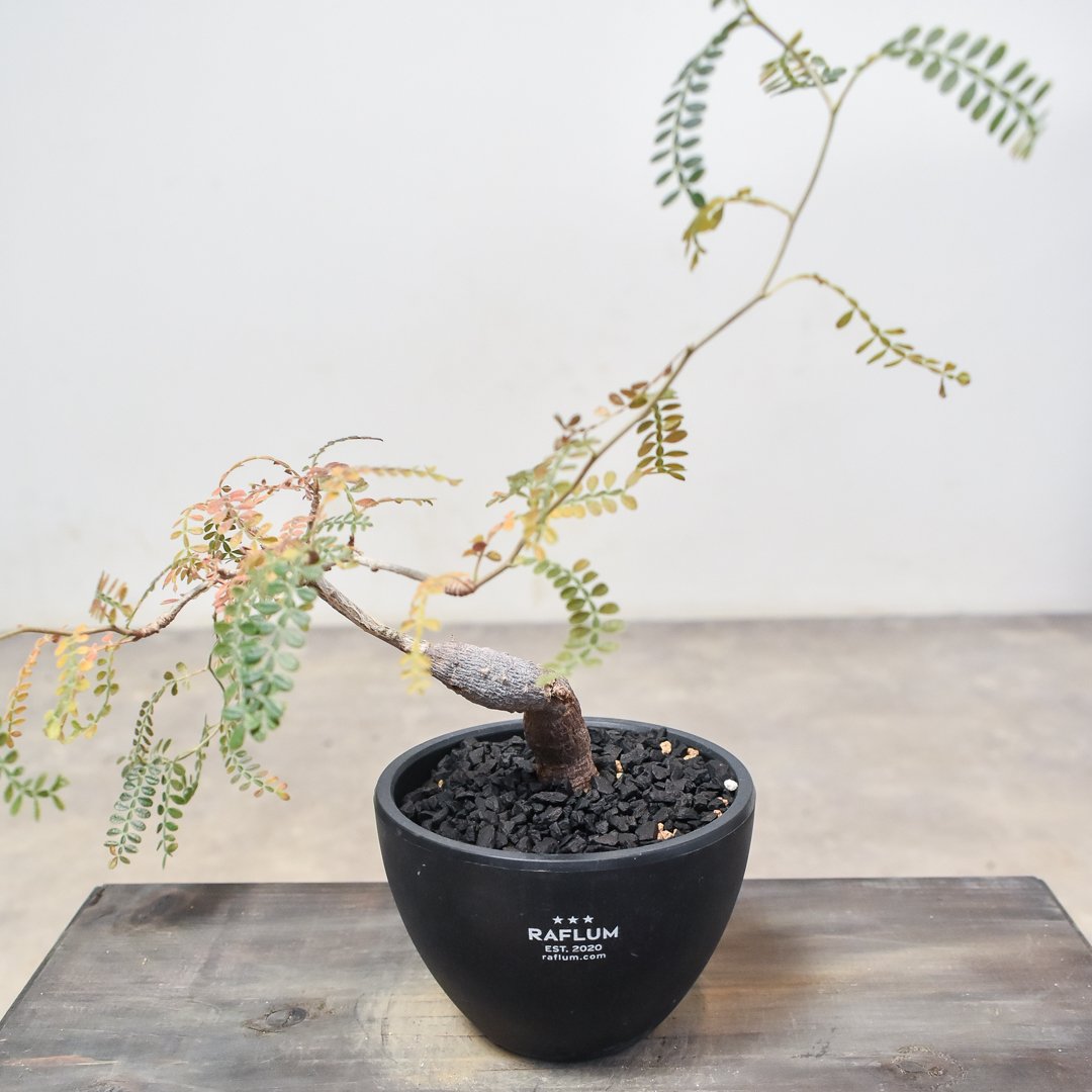 【超希少株】 オペルクリカリア ヒファエノイデス 斑入り オペルクリカリア ヒファエノイデス | GREEN LUCK