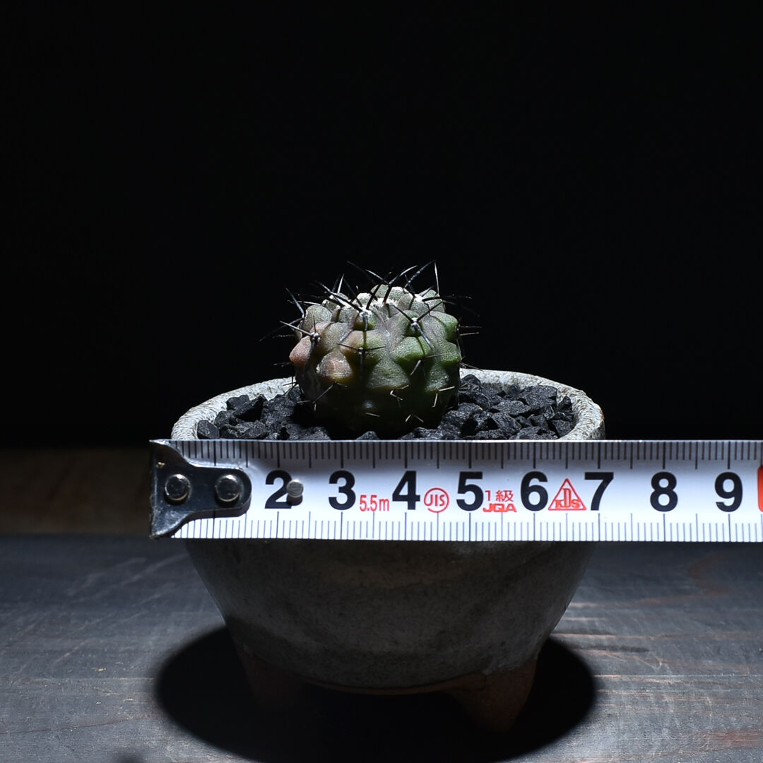 コピアポア シネレア 