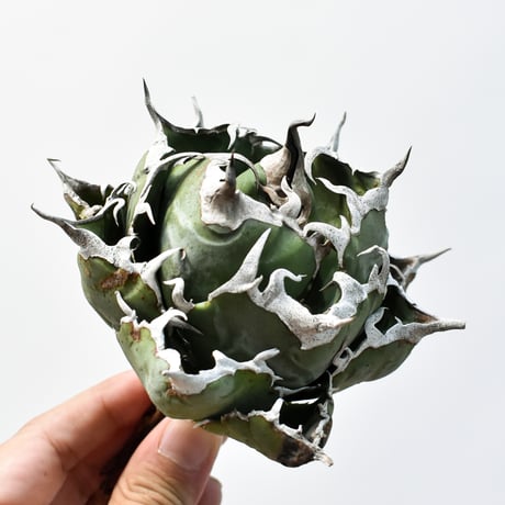 【毎日値下】アガベ チタノタ 白鯨（ライズ） 抜き苗 毎日値下 アガベ チタノタ 白鯨（ライズ） 抜き苗 毎日値下