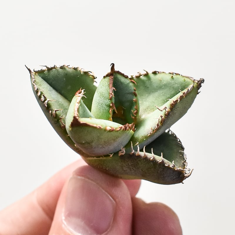 アガベ チタノタ 麻花 【台湾 dragon agave産/抜き苗】DG2400550 アガベ チタノタ 麻花 【台湾 dragon agave産/抜き苗】DG2400550