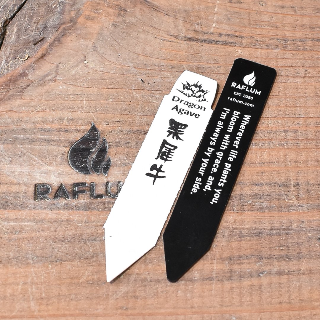 アガベ チタノタ 