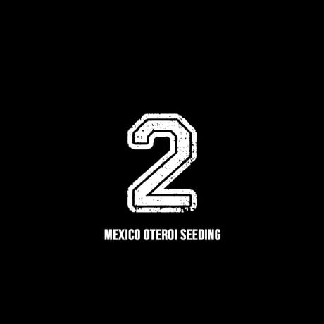 【RAFLUM育成株 5個セット】アガベ Mexico oteroi seeding / オテロイ実生 メキシコ産  【RAFLUM産/実生/子株】B2