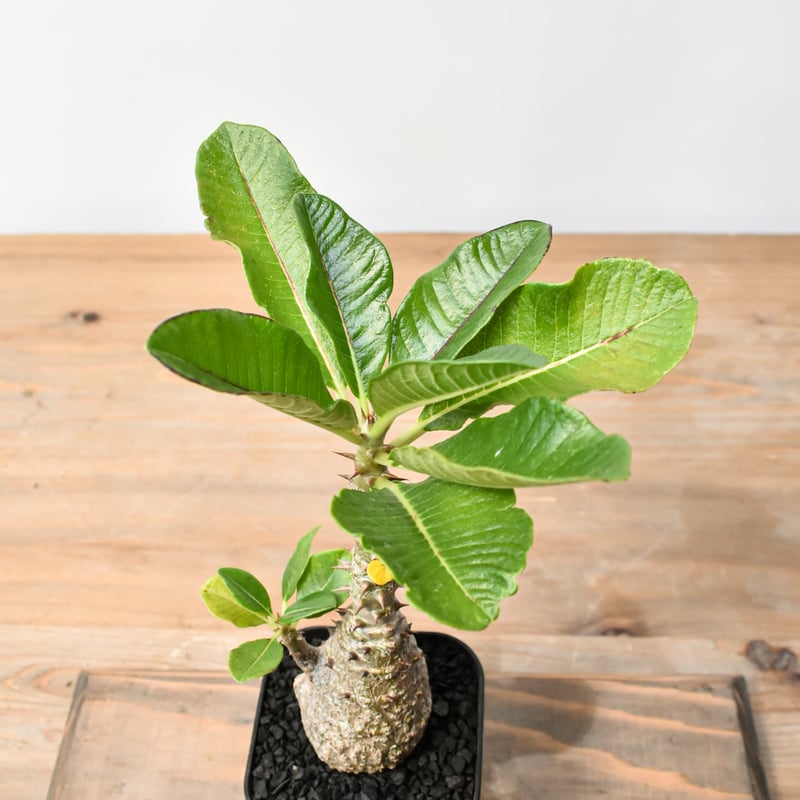 パキポディウム ウィンゾリー 【実生】RFHK25011483 | RAFLUM